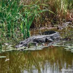 1621 American Alligator (Alligator mississippiensis)