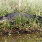 1640 American Alligator (Alligator mississippiensis)