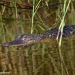 1645 American Alligator (Alligator mississippiensis)