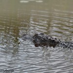 1652 American Alligator (Alligator mississippiensis), Anahuac National Wildlife Refuge, TX