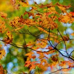 1712 Autumn Color