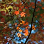 1736 Autumn Color