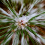 1761 Pine Needles with Snow