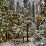 1764 Snow, Yosemite Valley