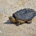 1867 Common Snapping Turtle (Chelydra serpentina)