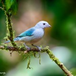 1970 Blue-gray Tanager (Thraupis episcopus)