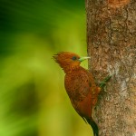 1974 Chestnut-colored Woodpecker (Celeus castaneus)