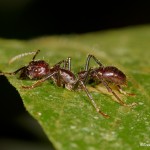 2000 Bullet Ant (Paraponera clavata)