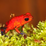 2005 Strawberry Poison Dart Frog (Dendrobates pumillo)