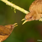 2008 Squabbling Clay-colored Thrushes (Turdus grayi)