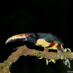 2028 Collared Aracari (Pteroglossus torquatu)