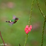 2042 Black-crested Coquette (lephornis helenae)