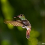2046 Rufous-tailed Hummingbird (Amazilia tzacatl)
