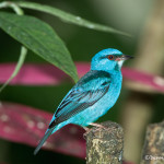 2998 Blue Dacnis (Dacnis Cayana), Laguna Del Largarto, Costa Rica