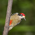 2999 Black-cheeked Woodpecker (Melanerpes pucherani), Laguna Del Lagarto, Costa Rica
