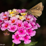 3008 Hotel Bougainvillea Gardens, Costa Rica