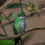 3012 Female Green-crowned Brilliant Hummingbird (Heliodoxa jacula), La Paz Waterfall Gardens, Costa Rica