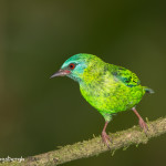 3019 Female Blue Dacnis (Dacnis Cayana), Laguna del Lagarto, Costa Rica