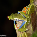 3046 Red-eyed Green Tree Frog (Agalychnis callidryas), Arenal Oasis Lodge, Costa Rica
