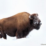 2555 Yellowstone Bison