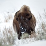 2557 Yellowstone Bison