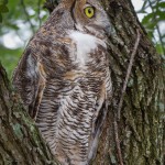 2579 Great Horned Owl (Bubo virginianus)