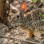 2594 Cottontail Rabbit