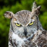 5135 Great Horned Owl, Texas