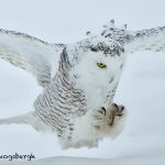 5691 Snowy Owl (Bubo scandiacus), Ontario, Canada