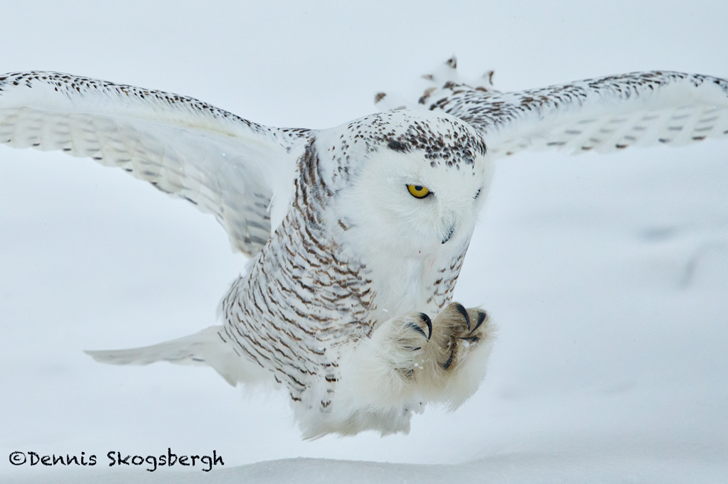 5691 Snowy Owl (Bubo scandiacus), Ontario, Canada - Dennis Skogsbergh ...