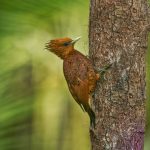 6149 Chestnut-colored Woodpecker (Celeus castaneus), Laguna del Lagarto, Costa Rica