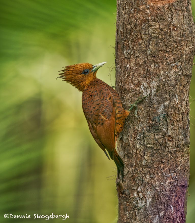 6149 Chestnut-colored Woodpecker (Celeus castaneus), Laguna del Lagarto ...