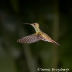 6151 Rufous-tailed Hummingbird (Amazilia tzacatl), Laguna del Lagarto Lodge, Costa Rica
