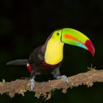 6161 Keel-billed Toucan (Ramphastos sulfuratus), Laguna del Lagarto Lodge, Costa Rica