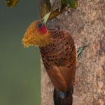 6163 Chestnut-colored Woodpecker (Celeus castaneus), Laguna del Lagarto, Costa Rica