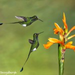 4621 Booted Racket-tailed Hummingbirds (Ocreatus underwoodii), Ecuador