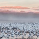 5638 Foggy Sunrise, Bosque del Apache NWR, New Mexico