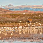 5639 Morning, Bosque del Apache NWR, New Mexico