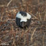 5645 Skunk, Bosque del Apache NWR, New Mexico