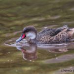 6186 White-cheeked Pintail (Anas bahamensis), Genovesa Island, Galapagos