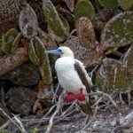 6187 Red-footed Booby (Sula sula), Genovesa Island, Galapagos