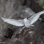 6192 Swallow-tailed Gull (Creagrus furcatus), South Plaza Island, Galapagos