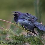 5610 Brewer's Blackbird (Euphagus cyanocephalux), Vancouver Island, Canada