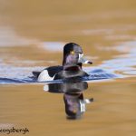 5615 Male Ring-necked Duck (Aythya collaris), Vancouver Island, Canada