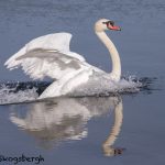 5618 Mute Swan (Cygnus olor), Vancouver Island, Canada