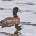 5624 Female Lesser Scaup (Aythya affinis), Vancouver Island, Canada