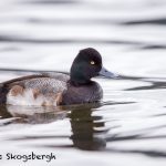 5624 Male Lesser Scaup (Aythya affinis), Vancouver Island, Canada