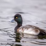 5625 Male Lesser Scaup (Aythya affinis), Vancouver Island, Canada