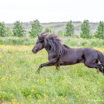 6089 Icelandic Horse