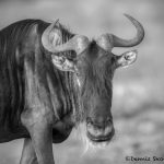 6194 Wildebeest, Serengeti, Tanzania